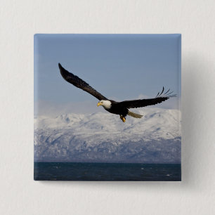 Weißkopfseeadler im Flug, Haliaeetus leucocephalus Button