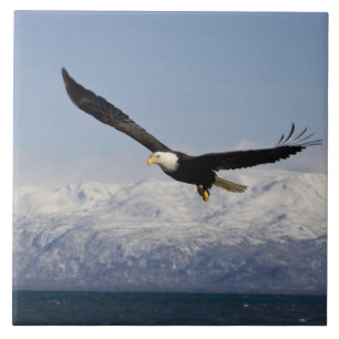 Weißkopfseeadler im Flug, Haliaeetus leucocephalus Fliese