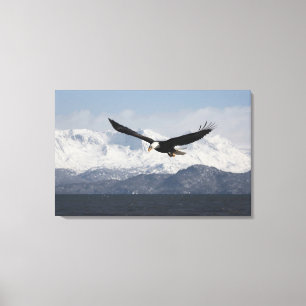 Weißkopfseeadler im Flug, Haliaeetus leucocephalus Leinwanddruck