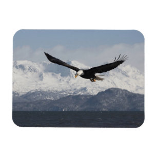 Weißkopfseeadler im Flug, Haliaeetus leucocephalus Magnet
