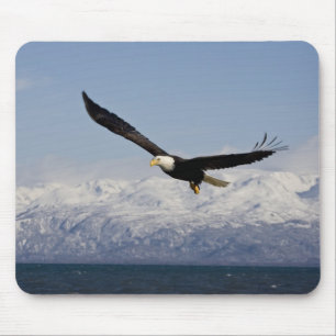 Weißkopfseeadler im Flug, Haliaeetus leucocephalus Mousepad