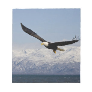 Weißkopfseeadler im Flug, Haliaeetus leucocephalus Notizblock