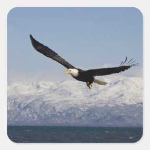 Weißkopfseeadler im Flug, Haliaeetus leucocephalus Quadratischer Aufkleber