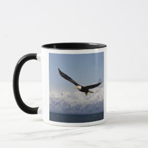 Weißkopfseeadler im Flug, Haliaeetus leucocephalus Tasse