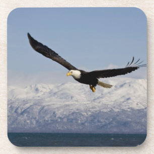 Weißkopfseeadler im Flug, Haliaeetus leucocephalus Untersetzer