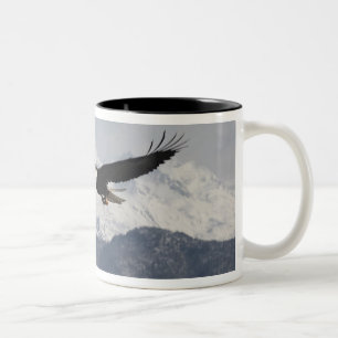 Weißkopfseeadler im Flug, Haliaeetus leucocephalus Zweifarbige Tasse