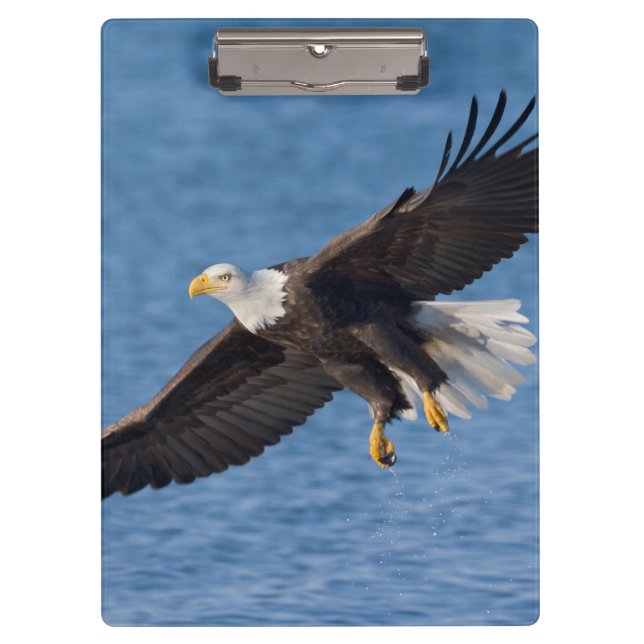 Weißkopfseeadler im Flug Klemmbrett (Vorderseite)