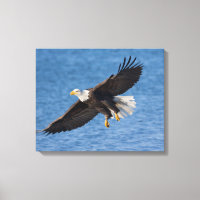 Weißkopfseeadler im Flug