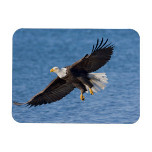 Weißkopfseeadler im Flug Magnet