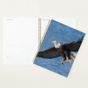 Weißkopfseeadler im Flug Planer