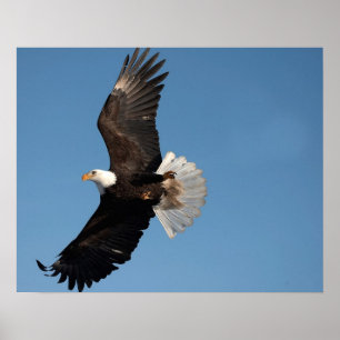 Weißkopfseeadler im Flug Poster
