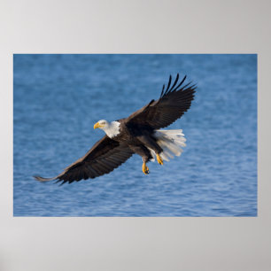 Weißkopfseeadler im Flug Poster