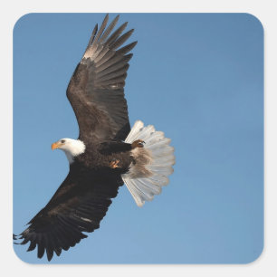Weißkopfseeadler im Flug Quadratischer Aufkleber
