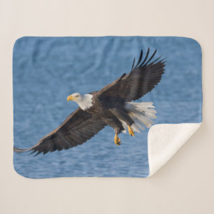 Weißkopfseeadler im Flug Sherpadecke