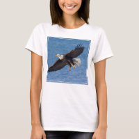 Weißkopfseeadler im Flug