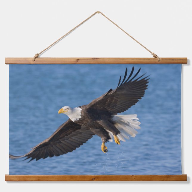 Weißkopfseeadler im Flug Wandteppich Mit Holzrahmen (Vorne)