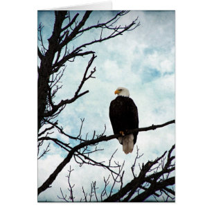 Weißkopfseeadler in einem Baum mit blauem Himmel