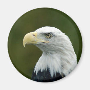 Weißkopfseeadler-Kopfmagnet Magnet