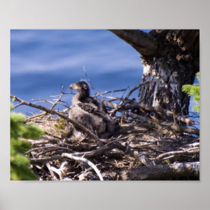 Weißkopfseeadler-Küken - Fine Art Drucke