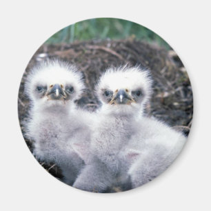 Weißkopfseeadler-Küken Magnet