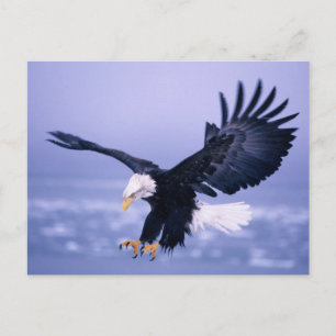 Weißkopfseeadler landet mit ausgebreiteten Flügeln Postkarte