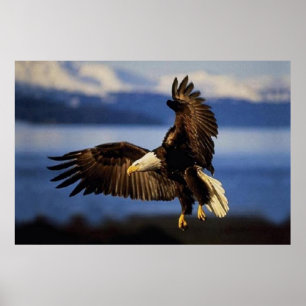 Weißkopfseeadler-Landungsplakat Poster