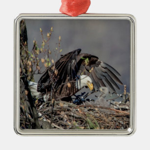 Weißkopfseeadler mit ihrem Baby Silbernes Ornament