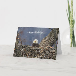 Weißkopfseeadler mit schlechtem Haartag Karte
