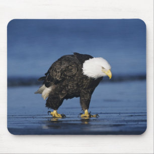 Weißkopfseeadler Mousepad