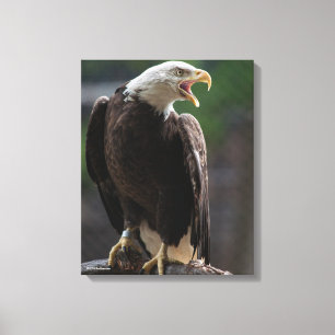 Weißkopfseeadler Nennen Leinwanddruck