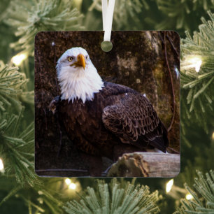 Weißkopfseeadler Ornament Aus Metall