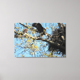 Weißkopfseeadler-Paare am Nest Leinwanddruck