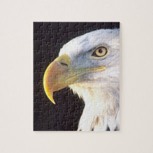 Weißkopfseeadler-Porträt, Haliaeetus leucocephalus
