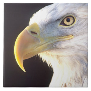 Weißkopfseeadler-Porträt, Haliaeetus leucocephalus Fliese