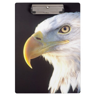 Weißkopfseeadler-Porträt, Haliaeetus leucocephalus Klemmbrett