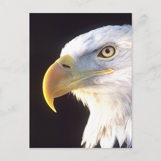 Weißkopfseeadler-Porträt, Haliaeetus Postkarte (Vorderseite)