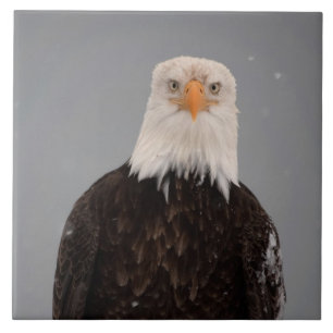 Weißkopfseeadler-Porträt im Schnee, Haliaeetus Fliese