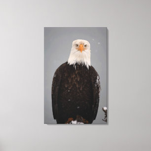 Weißkopfseeadler-Porträt im Schnee, Haliaeetus Leinwanddruck