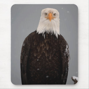 Weißkopfseeadler-Porträt im Schnee, Haliaeetus Mousepad