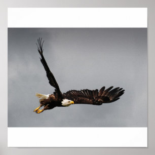 Weißkopfseeadler Poster
