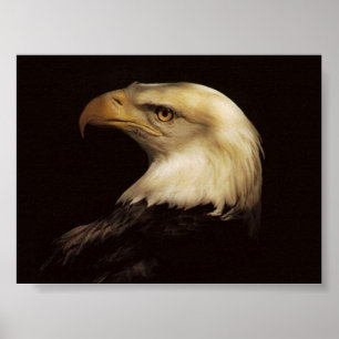 WEISSKOPFSEEADLER POSTER