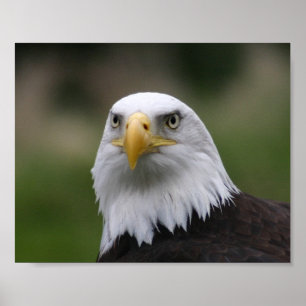 Weißkopfseeadler Poster