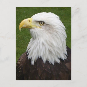 Weißkopfseeadler Postkarte