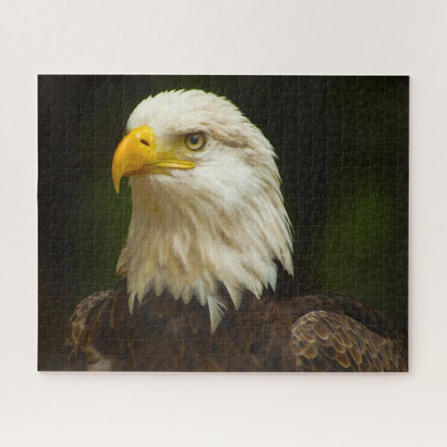 Weißkopfseeadler Raubvogel. (Horizontal)