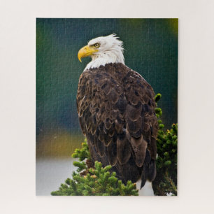 Weißkopfseeadler sitzend