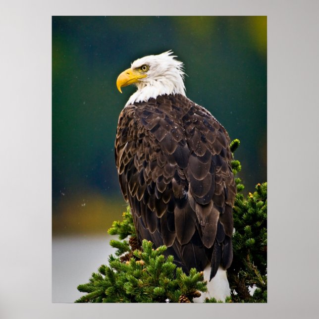 Weißkopfseeadler sitzend poster (Vorne)