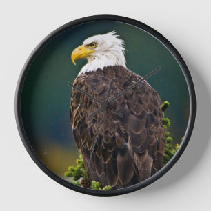 Weißkopfseeadler sitzend uhr