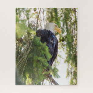 Weißkopfseeadler sitzt in Douglasie