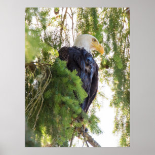 Weißkopfseeadler sitzt in Douglasie Poster