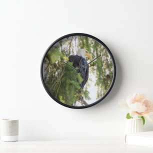 Weißkopfseeadler sitzt in Douglasie Uhr